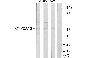 Western blot analysis of extracts from HeLa cells, 293 cells and A549 cells, using Cytochrome P450 2A13 antibody.