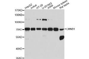 Western blot analysis of extracts of various cell lines, using LMNB1 antibody (ABIN5970980) at 1/1000 dilution. (Lamin B1 Antikörper)