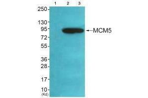 Western blot analysis of extracts from HeLa cells (Lane 2), A549 cells (Lane 3) and cells (Lane 4), using MCM5 antiobdy. (MCM5 Antikörper)