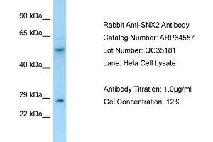 Western Blotting (WB) image for anti-Sorting Nexin 2 (SNX2) (C-Term) antibody (ABIN2789876) (Sorting Nexin 2 Antikörper  (C-Term))