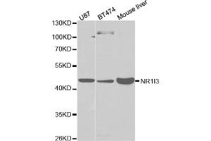 Western blot analysis of extracts of various cell lines, using NR1I3 antibody (ABIN5971021) at 1/1000 dilution.