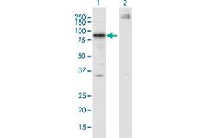 Western Blot analysis of IKZF4 expression in transfected 293T cell line by IKZF4 monoclonal antibody (M01A), clone 4E6. (IKZF4 Antikörper  (AA 2-108))