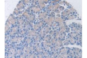 Detection of HGF in Rat Pancreas Tissue using Polyclonal Antibody to Hepatocyte Growth Factor (HGF) (HGF Antikörper  (AA 306-471))