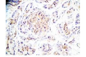 Human pancreas tissue was stained by Rabbit Anti-Maserin (529-568) (Rat) Antibody (Manserin / SgII (AA 529-568) Antikörper)