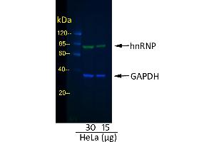 Rabbit anti-Mouse IgG (Heavy & Light Chain) antibody (DyLight 800) - Preadsorbed