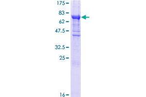 EIF2B3 Protein (AA 1-452) (GST tag)