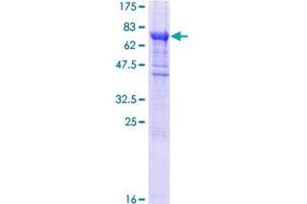 EIF2B3 Protein (AA 1-452) (GST tag)