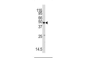 Western blot analysis of anti-RS2 Antibody (C-term) ((ABIN392309 and ABIN2841960)) in mouse testis tissue lysates (35 μg/lane). (MARS Antikörper  (C-Term))
