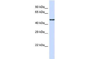 Host:  Rabbit  Target Name:  CDH19  Sample Type:  HepG2 Whole Cell lysates  Antibody Dilution:  1. (CDH19 Antikörper  (Middle Region))