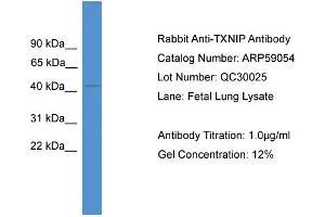 WB Suggested Anti-TXNIP  Antibody Titration: 0. (TXNIP Antikörper  (Middle Region))