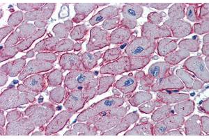 Immunohistochemistry with Human Heart lysate tissue at an antibody concentration of 5. (DCST1 Antikörper  (C-Term))