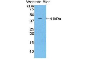 Western Blotting (WB) image for anti-Keratin 8 (KRT8) (AA 92-393) antibody (ABIN1859584) (KRT8 Antikörper  (AA 92-393))