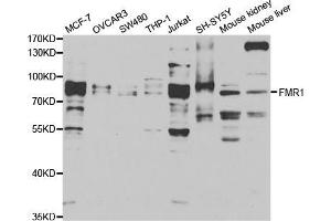 Western blot analysis of extracts of various cell lines, using FMR1 antibody (ABIN5973291) at 1/1000 dilution. (FMR1 Antikörper)