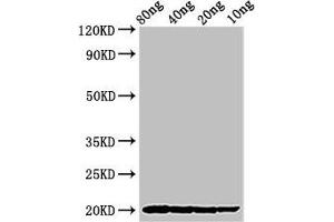 Western Blot Positive WB detected in Recombinant protein All lanes: THI2. (Thionin 2.1 (THI2.1) (AA 27-72) Antikörper)