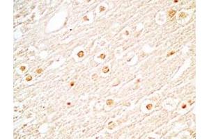 Mouse brain tissue stained by Rabbit Anti-NERP-2 (Human) Antibody (NERP-2 Antikörper)