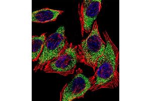 Immunofluorescence (IF) image for anti-Anterior Gradient Homolog 2 (Xenopus Laevis) (AGR2) (AA 13-42), (N-Term) antibody (ABIN390226)