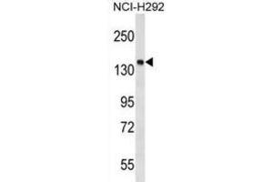 Western Blotting (WB) image for anti-Protein Tyrosine Phosphatase, Non Receptor Type 23 (PTPN23) antibody (ABIN2999442) (PTPN23 Antikörper)