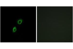 Immunofluorescence analysis of A549 cells, using INSL4 Antibody. (INSL4 Antikörper  (AA 41-90))