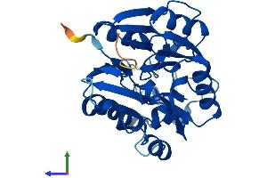 Protein Structure (PS) image for Dimethylarginine Dimethylaminohydrolase 2 (DDAH2) (AA 1-285) protein (His tag) (ABIN7560360)