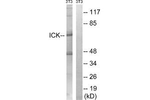 Western blot analysis of extracts from 3T3 cells, treated with PBS (10uM, 60mins), using ICK (epitope around residue 159) antibody. (ICK Antikörper  (Tyr159))