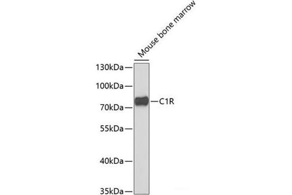 C1R Antikörper