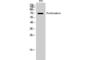 Western Blotting (WB) image for anti-Coagulation Factor II (thrombin) (F2) (Internal Region) antibody (ABIN3180275) (Prothrombin Antikörper  (Internal Region))