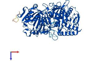 PCK1 Protein (AA 1-622) (His tag)