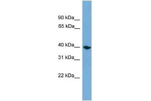 WB Suggested Anti-Anxa13 Antibody Titration: 0. (Annexin A13 Antikörper  (Middle Region))