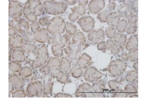 Immunoperoxidase of purified MaxPab antibody to RPL29 on formalin-fixed paraffin-embedded human salivary gland. (RPL29 Antikörper  (AA 1-157))