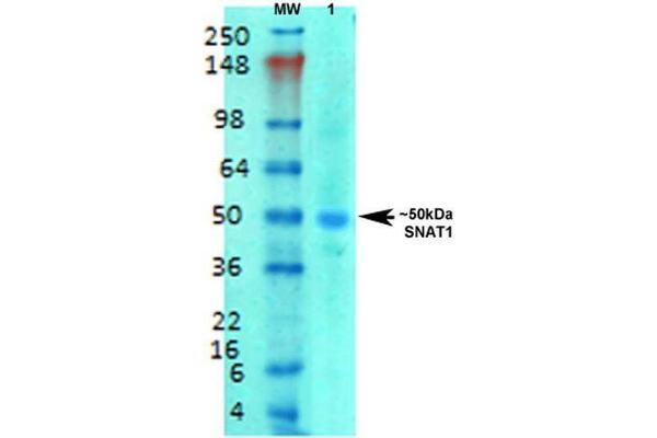 SLC38A1 anticorps  (AA 1-63) (FITC)