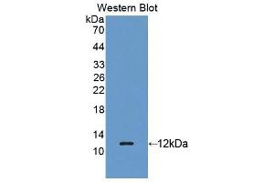 Western blot analysis of the recombinant protein. (REG3g Antikörper  (AA 87-175))