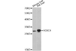 Western blot analysis of extracts of various cell lines, using HOXC4 antibody (ABIN6291154) at 1:3000 dilution. (HOXC4 Antikörper)