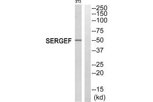 Western blot analysis of extracts from NIH/3T3 cells, using SERGEF antibody. (SERGEF Antikörper  (Internal Region))