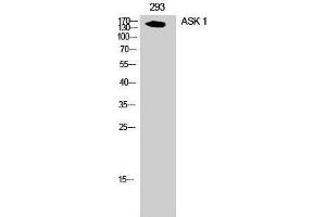 Western Blotting (WB) image for anti-Mitogen-Activated Protein Kinase Kinase Kinase 5 (MAP3K5) (Ser897) antibody (ABIN3183403) (ASK1 Antikörper  (Ser897))