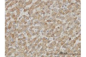 Image no. 1 for anti-DEAD (Asp-Glu-Ala-Asp) Box Polypeptide 56 (DDX56) (AA 450-548) antibody (ABIN599259) (DDX56 Antikörper  (AA 450-548))