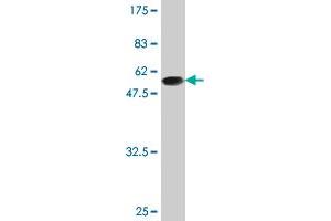 Western Blot detection against Immunogen (47. (BIN3 Antikörper  (AA 1-199))