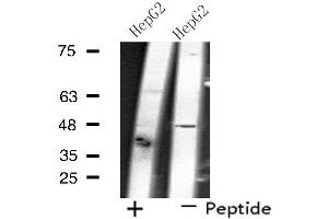 SLC17A2 antibody  (N-Term)