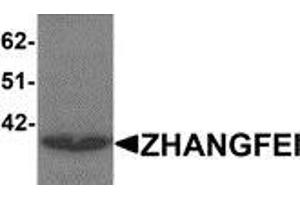 Western blot analysis of ZHANGFEI in K562 cell lysate with ZHANGFEI antibody at 1 μg/ml.