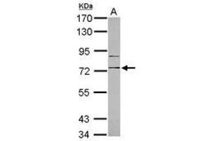 Image no. 2 for anti-CD180 Molecule (CD180) (Internal Region) antibody (ABIN1496007) (CD180 Antikörper  (Internal Region))