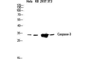 Western Blot (WB) analysis of HeLa KB 293T 3T3 lysis using Caspase-3 antibody.