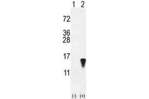 Western blot analysis of ISG15 antibody and 293 cell lysate (2 ug/lane) either nontransfected (Lane 1) or transiently transfected with the ISG15 gene (2). (ISG15 Antikörper  (AA 31-61))
