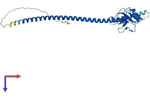 Asialoglycoprotein Receptor 1 Protein (ASGR1) (AA 1-284) (His tag)