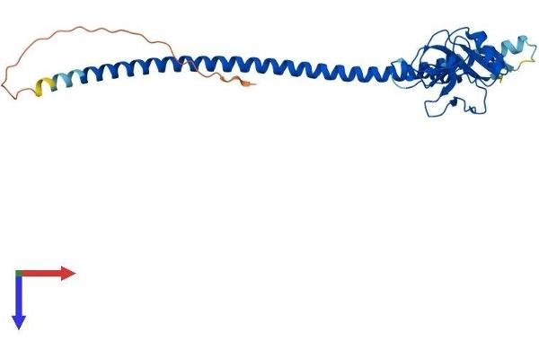 Asialoglycoprotein Receptor 1 Protein (ASGR1) (AA 1-284) (His tag)