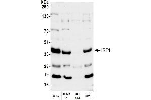 Western Blotting (WB) image for anti-Interferon Regulatory Factor 1 (IRF1) (AA 200-250) antibody (ABIN7449754)