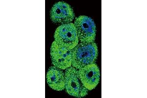 Confocal immunofluorescent analysis of AKR1B1 Antibody (Center) (ABIN389206 and ABIN2839364) with 293 cell followed by Alexa Fluor 488-conjugated goat anti-rabbit lgG (green). (AKR1B1 Antikörper  (AA 102-135))