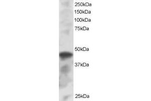 ABIN184813 staining (1µg/ml) of K562 lysate (RIPA buffer, 30µg total protein per lane). (IRF8 Antikörper  (C-Term))