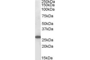 ABIN184566 (1µg/ml) staining of MOLT4 lysate (35µg protein in RIPA buffer). (SOCS3 Antikörper  (C-Term))