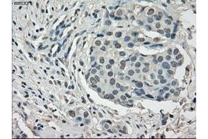 Image no. 3 for anti-P450 (Cytochrome) Oxidoreductase (POR) antibody (ABIN1497744) (POR Antikörper)