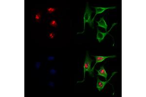 ABIN6265229 and ABIN6278529 staining 3 by IF/ICC.