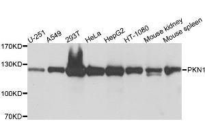 Western blot analysis of extracts of various cell lines, using PKN1 antibody. (PKN1 Antikörper  (AA 1-300))